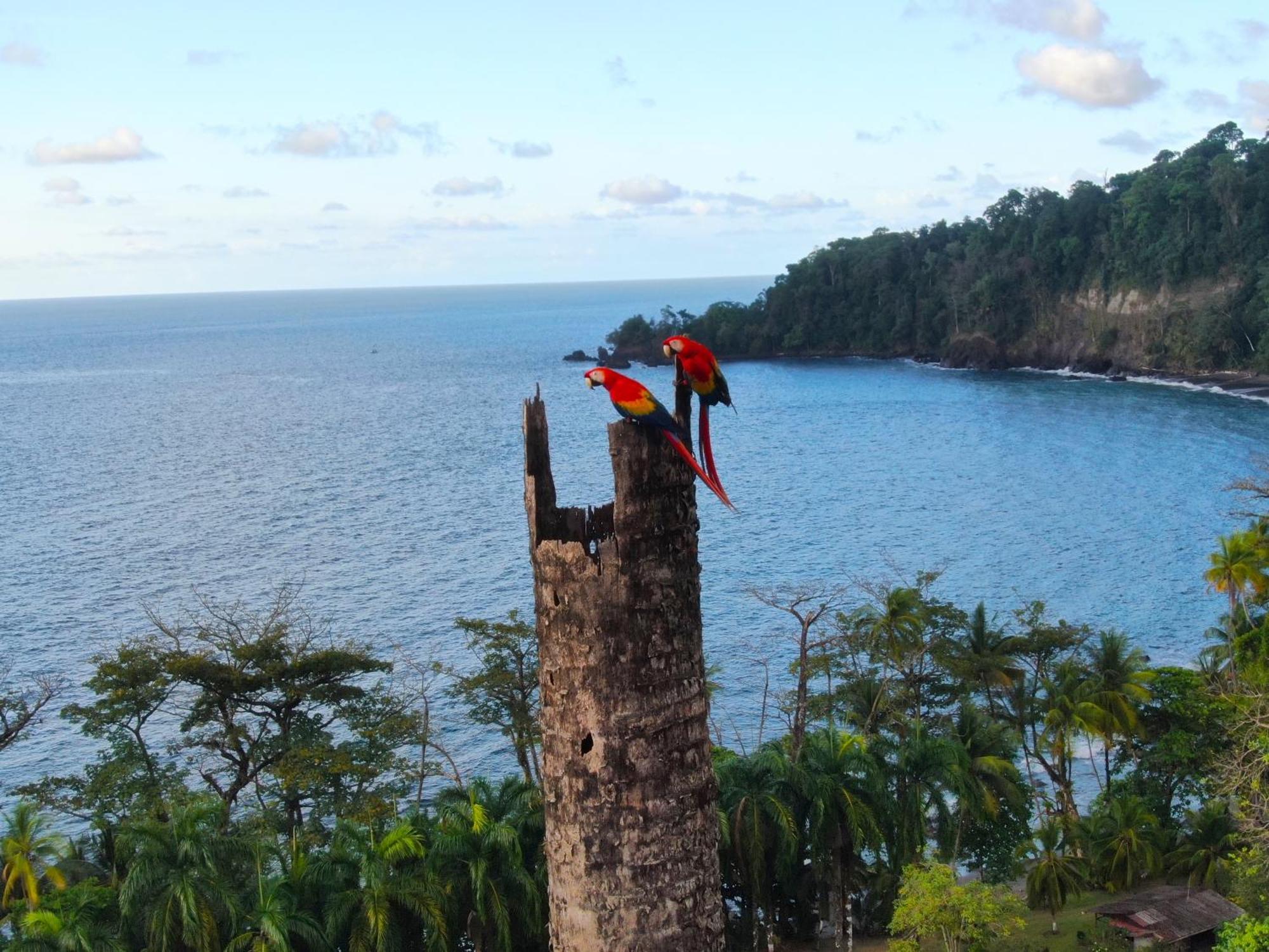 Corcovado Wilderness Lodge By Scp San Pedrillo Экстерьер фото