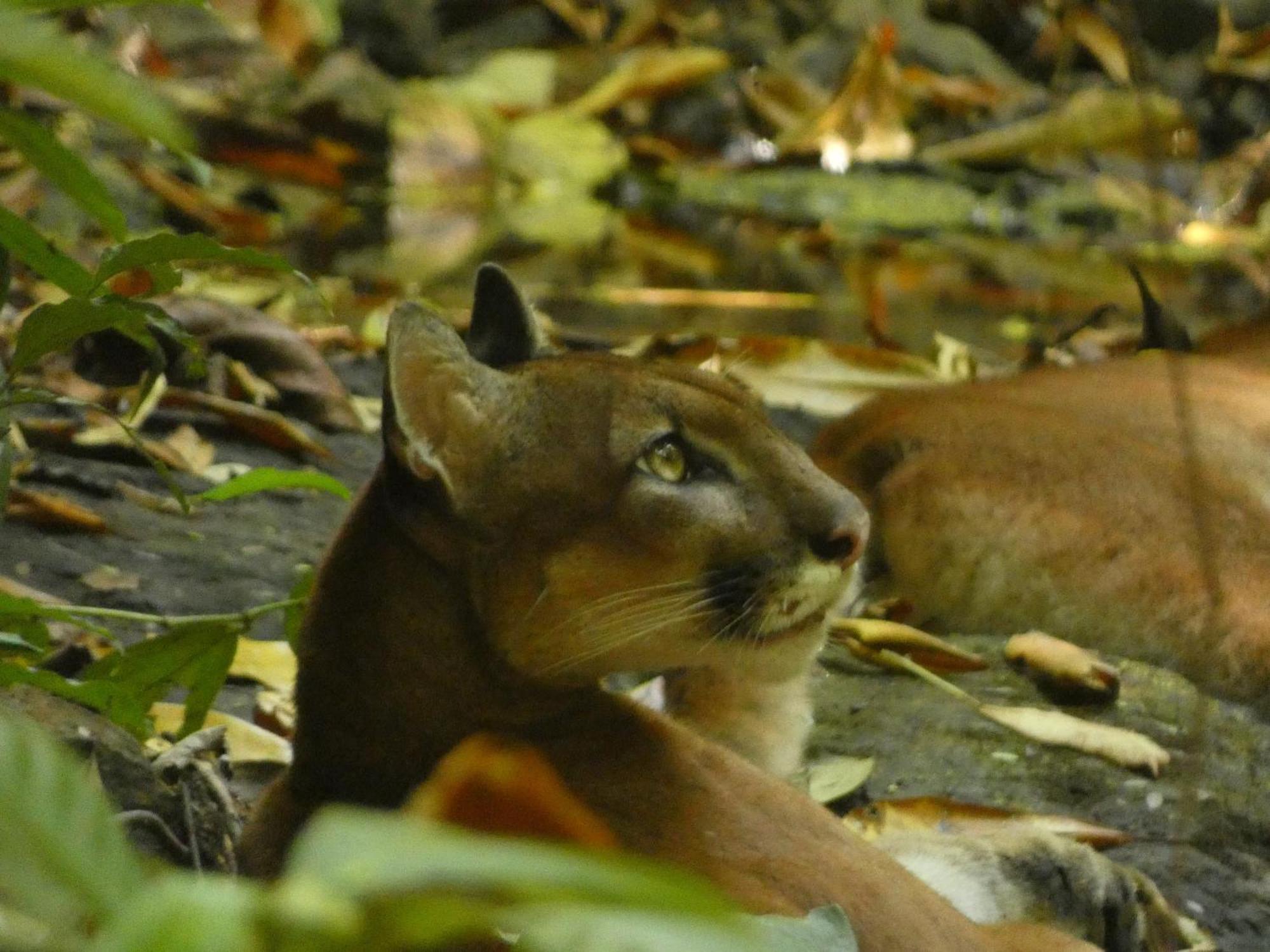 Corcovado Wilderness Lodge By Scp San Pedrillo Экстерьер фото